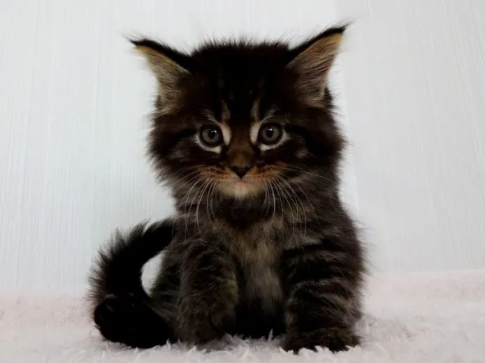 ID：1504-00026の子猫