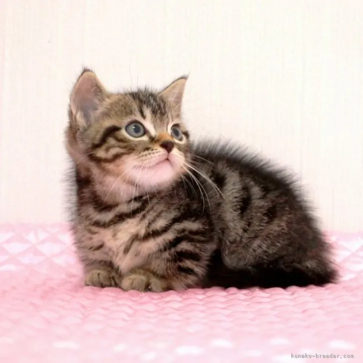 ID：2308-01370の子猫