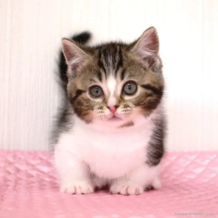 ID:2305-02274の子猫