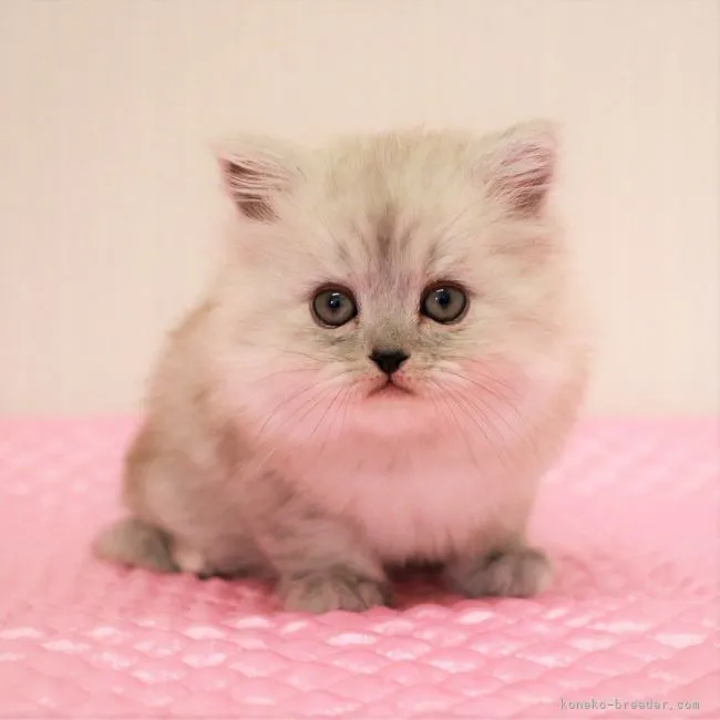 ID:2104-02023の子猫