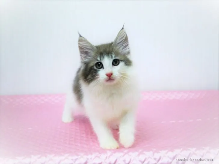 ID：1809-00751の子猫