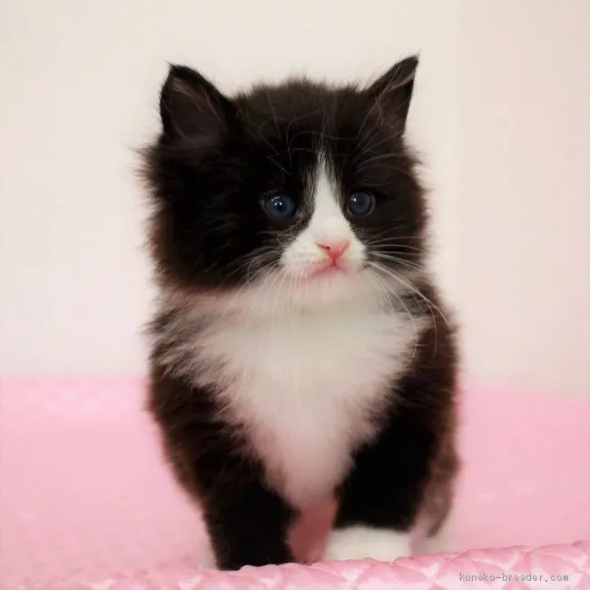 ID:2004-01296の子猫