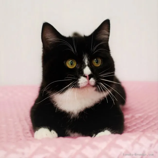ID:1812-01014の子猫