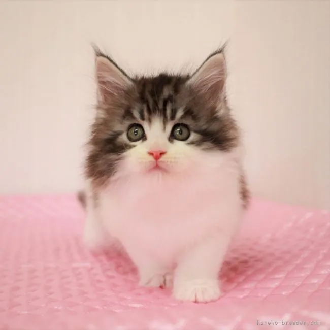 ID：2112-00472の子猫