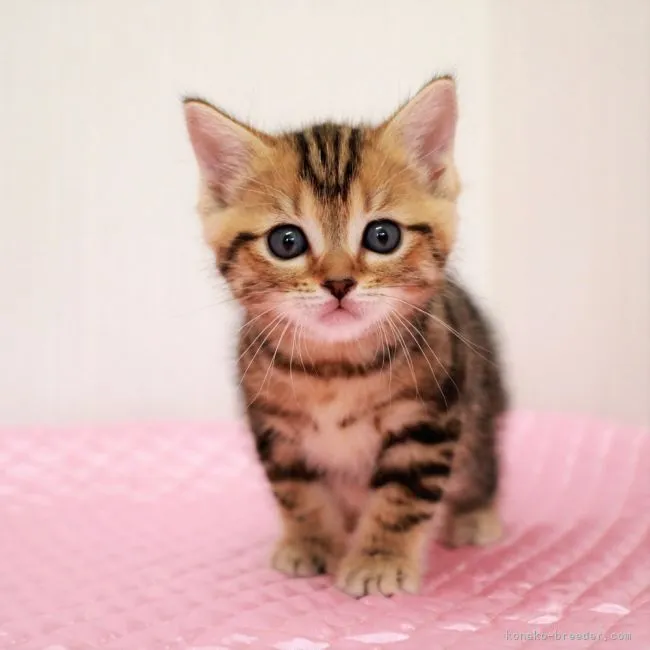 ID:2104-02016の子猫
