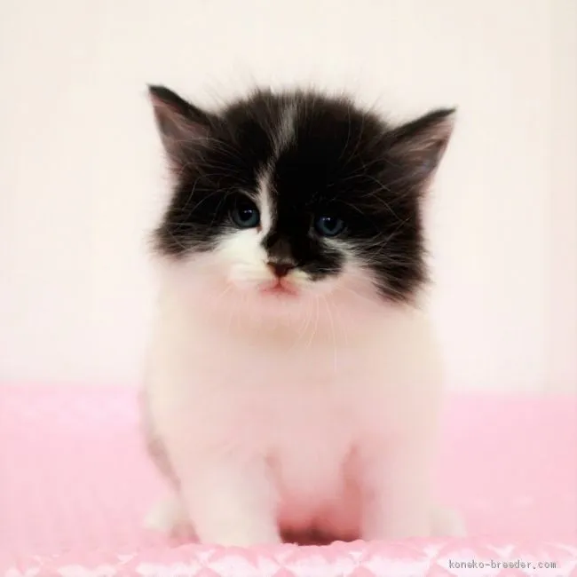 ID：2004-01298の子猫