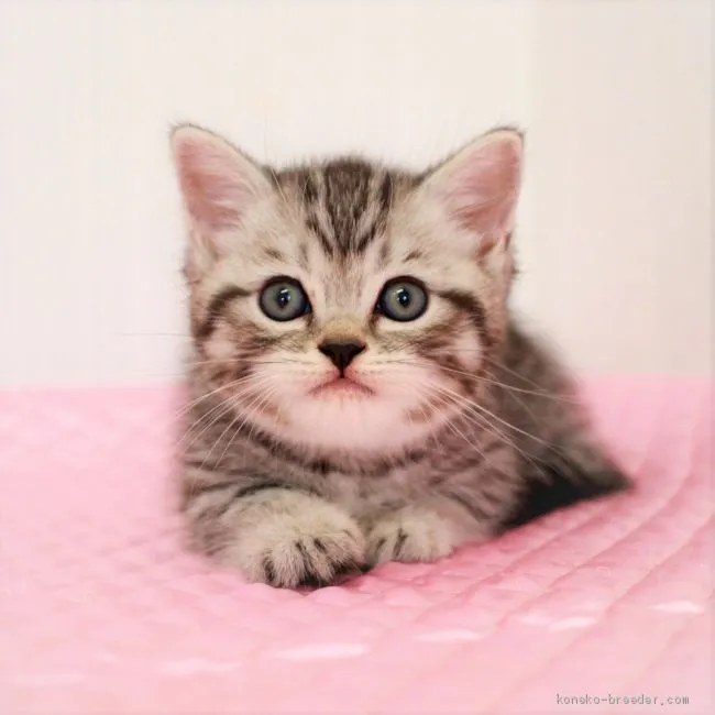 ID：1908-01840の子猫