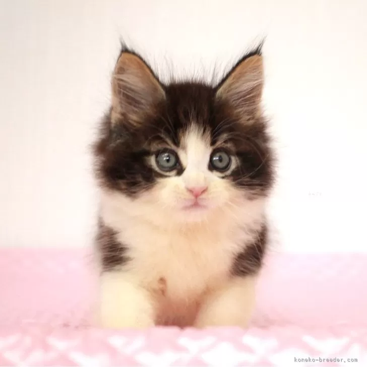 ID:2408-03096の子猫