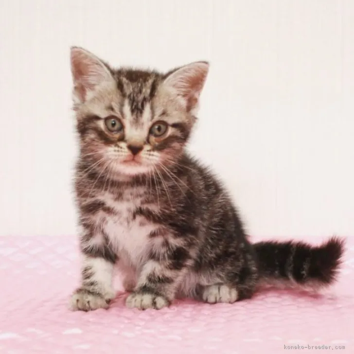 ID：2308-02675の子猫