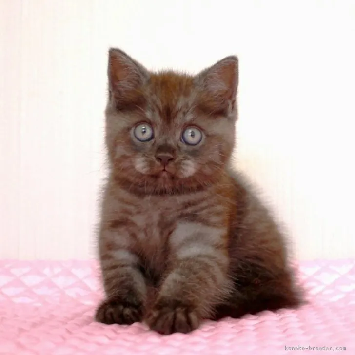 ID：2308-01367の子猫