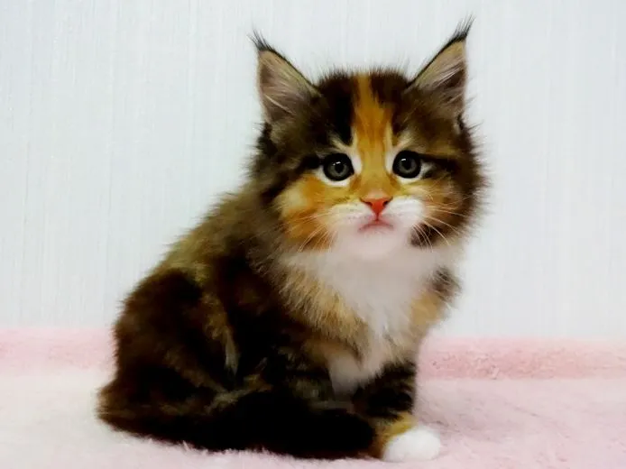 ID:1412-00288の子猫