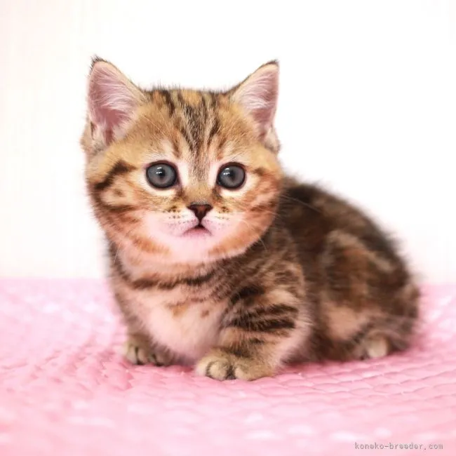 ID：2204-02877の子猫