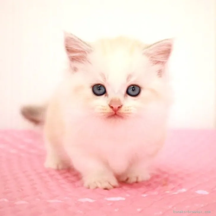 ID：2309-03060の子猫
