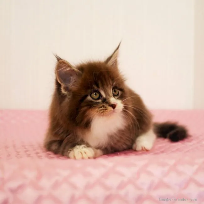 ID：1904-00705の子猫
