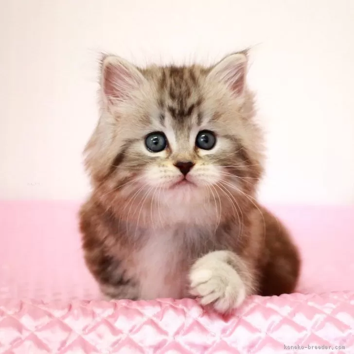 ID：2404-03550の子猫