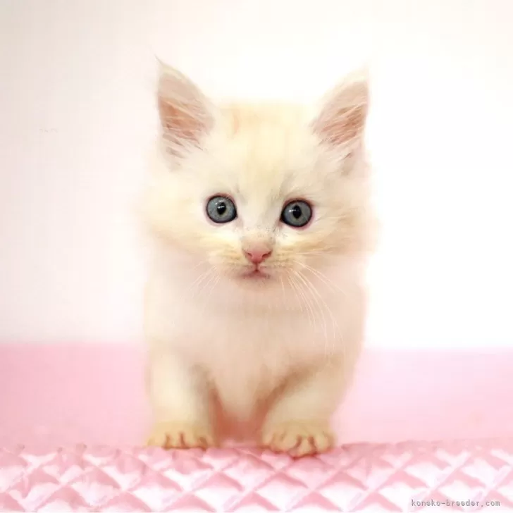 ID:2408-03083の子猫