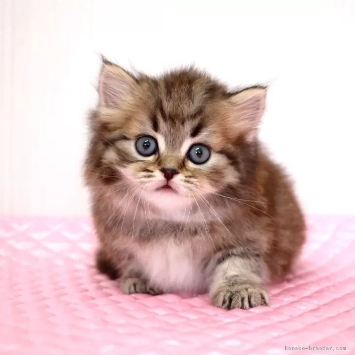 とも 様のお迎えした子猫