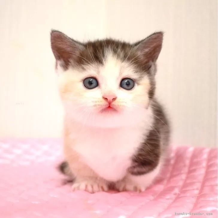 ID：2406-00809の子猫