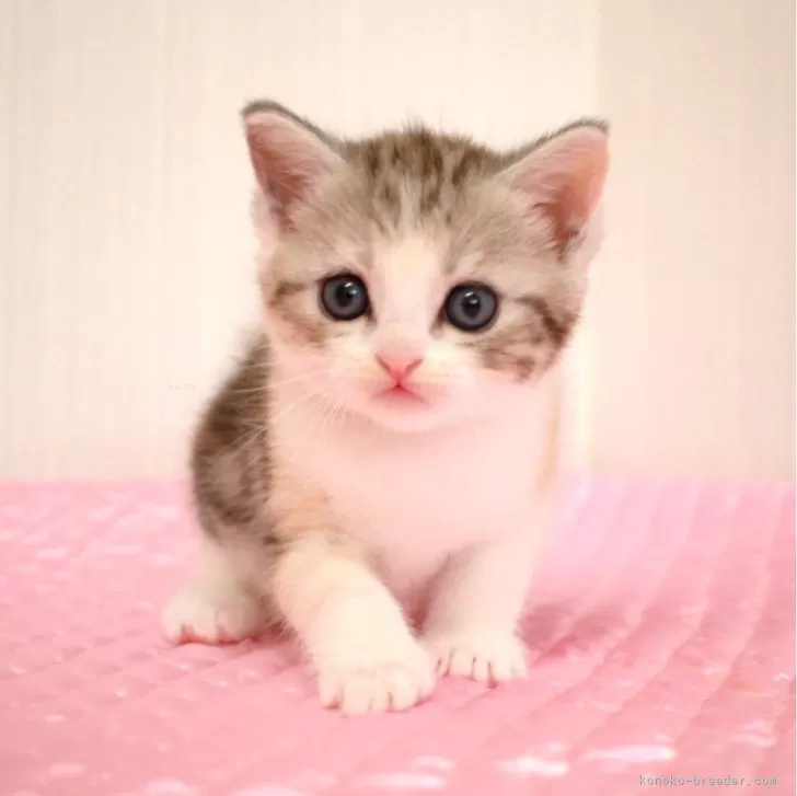ID:2406-00807の子猫