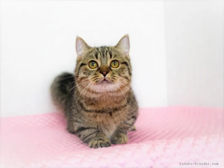 ID：1805-01933の子猫