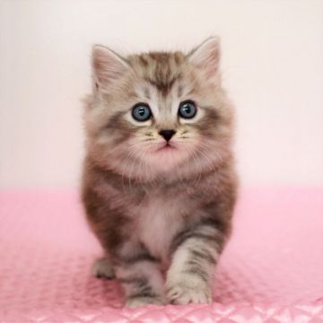 マンチカン(長足)【福岡県・男の子・2021年5月19日・シルバークラシックタビー（ロングヘア）】の写真「ギャップ萌えにキュンキュンで～す。 (*ﾟ▽ﾟ*)」