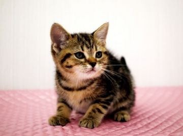 アメリカンショートヘア【福岡県・女の子・2016年9月12日・ブラウンクラシックタビー】の写真「パパは、TICA トリプルグランドチャンピオン ！」