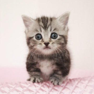 ミヌエット(短足)【福岡県・女の子・2023年3月7日・シルバークラシックタビー（ショートヘア）】の写真「穏やかな 優しい性格の女の子ちゃん。=^_^=」