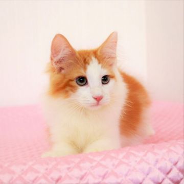 ノルウェージャンフォレストキャット【福岡県・男の子・2019年6月18日・レッドクラシックタビー&ホワイト】の写真「凛々しいお顔のイケメンくん再撮影価格見直しました」