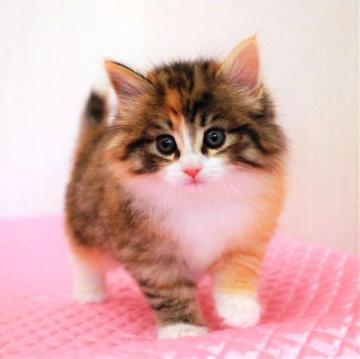 ノルウェージャンフォレストキャット【福岡県・女の子・2023年1月19日・ブラウンパッチドマッカレルタビー&ホワイト（ロングヘア）】の写真「ママのたまみちゃんは TICAチャンピオン(^^)」