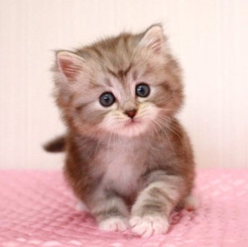 ミヌエット(長足)【福岡県・男の子・2023年3月17日・シルバークラシックタビー&ホワイト（ロングヘア）】の写真「おとぼけ顔がキュートな男の子くん。 (=^・^=)」