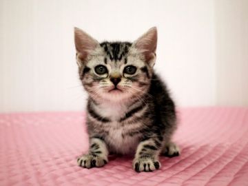 アメリカンショートヘア【福岡県・男の子・2016年9月12日・シルバークラシックタビー】の写真「パパは、TICA トリプルグランドチャンピオン ！」