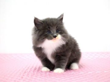 ノルウェージャンフォレストキャット【福岡県・男の子・2017年10月30日・ブルー&ホワイト】の写真「穏やかな　優しい性格の男の子。」