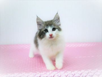 ノルウェージャンフォレストキャット【福岡県・男の子・2018年6月17日・ブルークラシックタビー&ホワイト】の写真「好奇心旺盛なイケメンくん。」