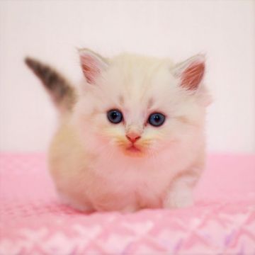 マンチカン(短足)【福岡県・男の子・2020年7月7日・シールポイント（ロングヘア）】の写真「淡いカラーが素敵な男の子くん。 (^^)」