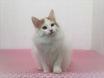 ノルウェージャンフォレストキャット【福岡県・女の子・2018年8月18日・クリームクラシックタビー&ホワイト】の写真「12月1日再撮影 & 値下げしました。(^o^)/」
