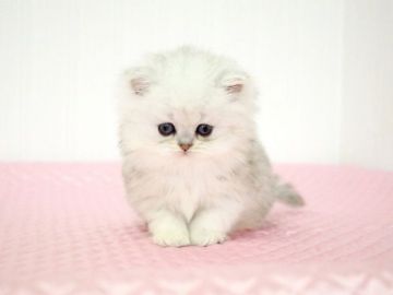 ペルシャ(チンチラ)【福岡県・男の子・2018年2月18日・チンチラシェーデッドシルバー】の写真「小柄な甘えんぼくん。(^^)」
