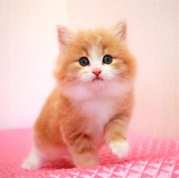 ノルウェージャンフォレストキャット【福岡県・女の子・2023年1月19日・クリームクラシックタビー&ホワイト（ロングヘア）】の写真「ママのたまみちゃんはTICAチャンピオン(^^)」