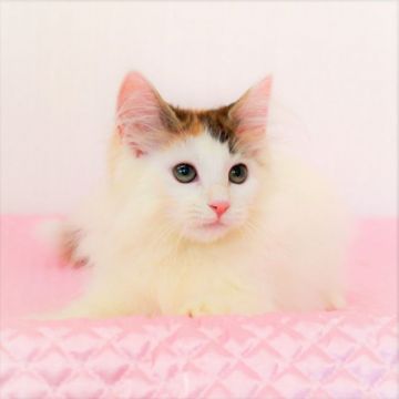 ノルウェージャンフォレストキャット【福岡県・女の子・2019年6月18日・キャリコ】の写真「シロ多めのキャリコちゃん♡ 価格見直しました」