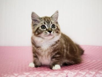 マンチカン【福岡県・女の子・2017年4月28日・ブルータビーポイント&ホワイト（ロングヘア）】の写真「短足・長毛　おっとりした女の子(^^)」