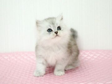 ミヌエット【福岡県・女の子・2018年3月4日・チンチラシルバー（ロングヘア）】の写真「長足 長毛 おめめクリクリちゃん。」
