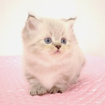 ミヌエット(短足)【福岡県・男の子・2023年7月2日・ブルータビーポイント（ロングヘア）】の写真「性格は穏やかで甘えんぼさんな可愛い男の子くん。♡」