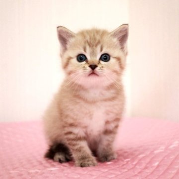 ミヌエット(長足)【福岡県・女の子・2023年3月11日・クリームスポッテッドタビー（ショートヘア）】の写真「パパのスラッシュくんは TICAチャンピオン！」