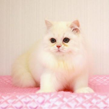 ミヌエット(長足)【福岡県・女の子・2022年7月4日・カメオタビー(クリームシルバータビー)（ロングヘア）】の写真「ママは2019年TICAミヌエットオブザイヤー!」