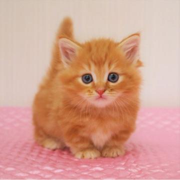 マンチカン(短足)【福岡県・男の子・2022年5月15日・レッドクラシックタビー（ロングヘア）】の写真「パパはTICAチャンピオン。(^^）♪」