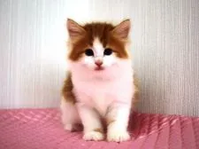 ノルウェージャンフォレストキャット【福岡県・女の子・2016年5月20日・レッドクラシックタビー&ホワイト】の写真1