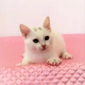 アメリカンショートヘア【福岡県・男の子・2019年2月6日・ホワイトソリッド】の写真1「5月14日 撮影」