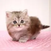 ミヌエット(短足)【福岡県・男の子・2023年3月17日・シルバークラシックタビー】の写真2「4月29日撮影しました。」