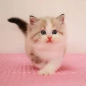 マンチカン(長足)【福岡県・男の子・2021年7月18日・ブルータビーポイント&ホワイト】の写真3「8月31日 撮影」