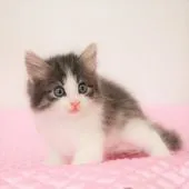 ノルウェージャンフォレストキャット【福岡県・男の子・2021年4月19日・ブルーマッカレルタビー&ホワイト】の写真3「6月4日 撮影」