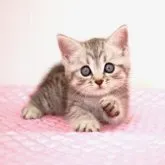 ミヌエット(長足)【福岡県・男の子・2023年6月15日・シルバースポッテッドタビー】の写真3「8月7日撮影」